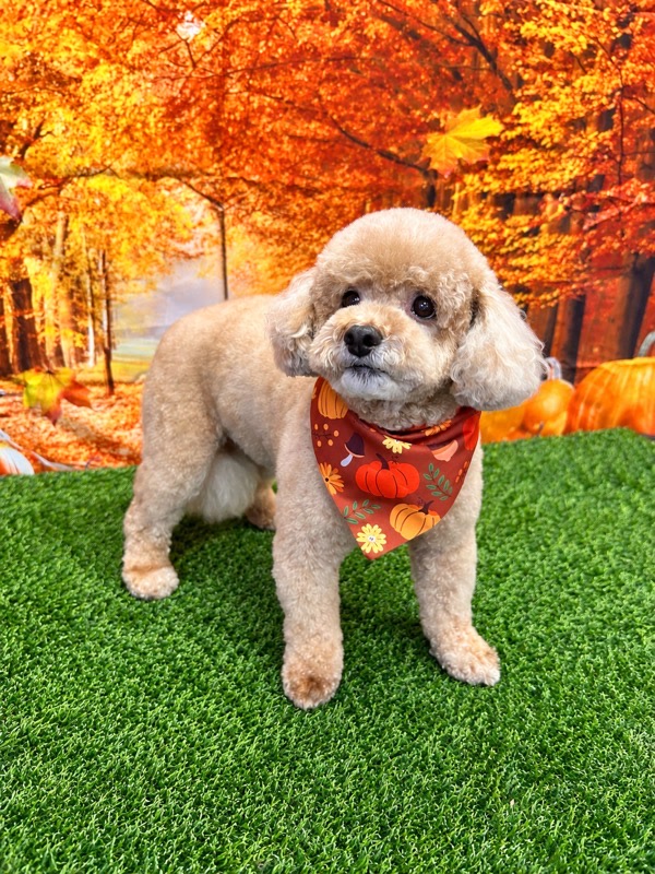 Freshly groomed apricot poodle wearing a pumpkin bandana in an autumn setting