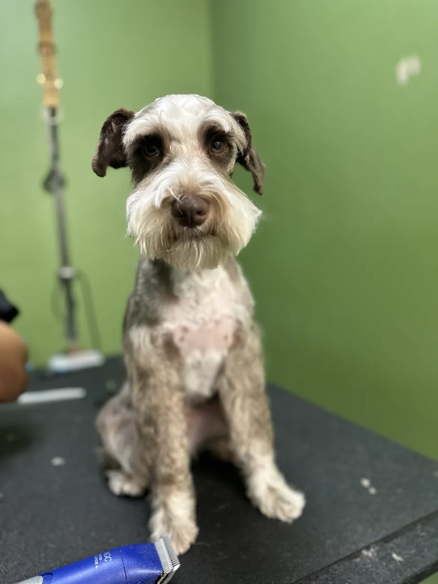 Freshly groomed dog on a grooming table