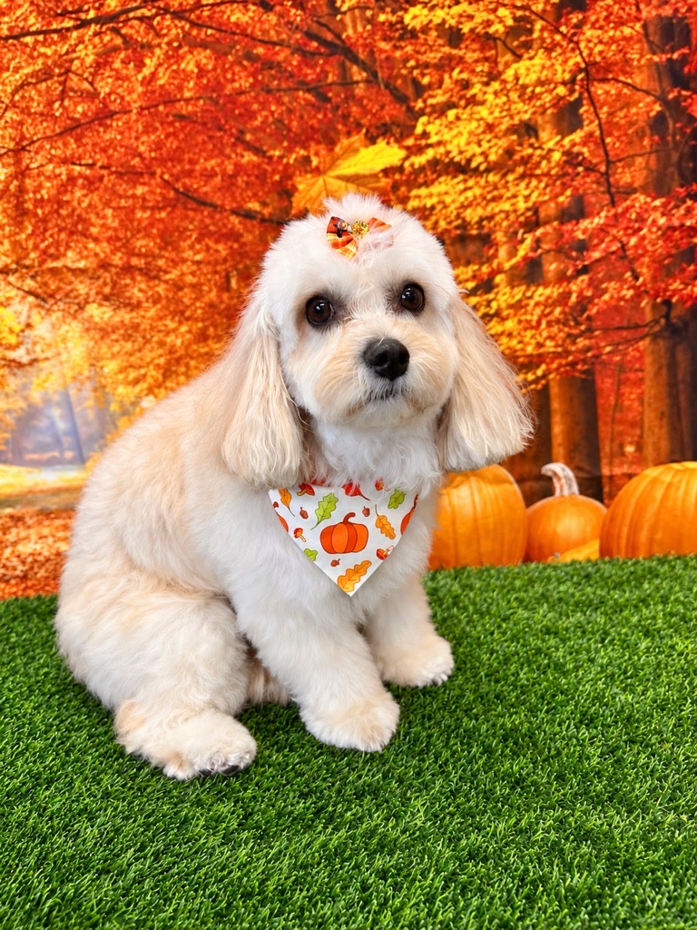 Freshly groomed cream dog wearing a pumpkin bandana and fall bow