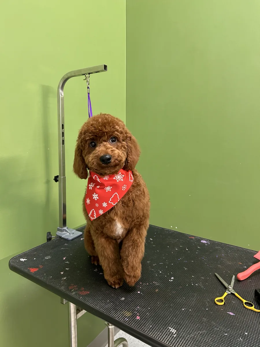 Brown dog wearing a red bandana on a grooming table
