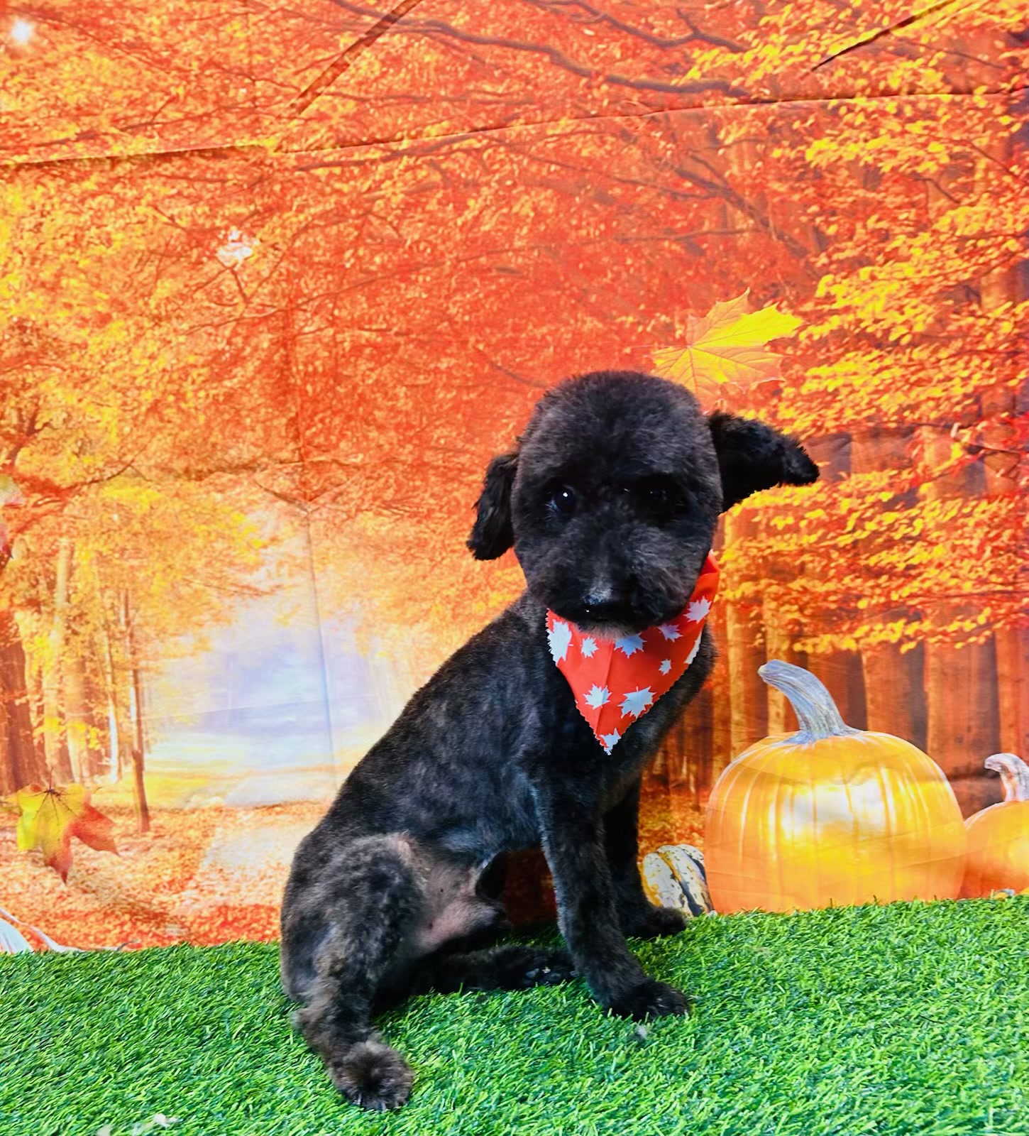 Freshly groomed black poodle wearing a red maple-leaf bandana