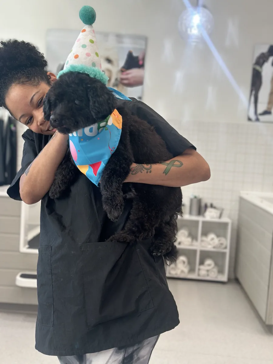 Groomer holding a black dog in a birthday hat