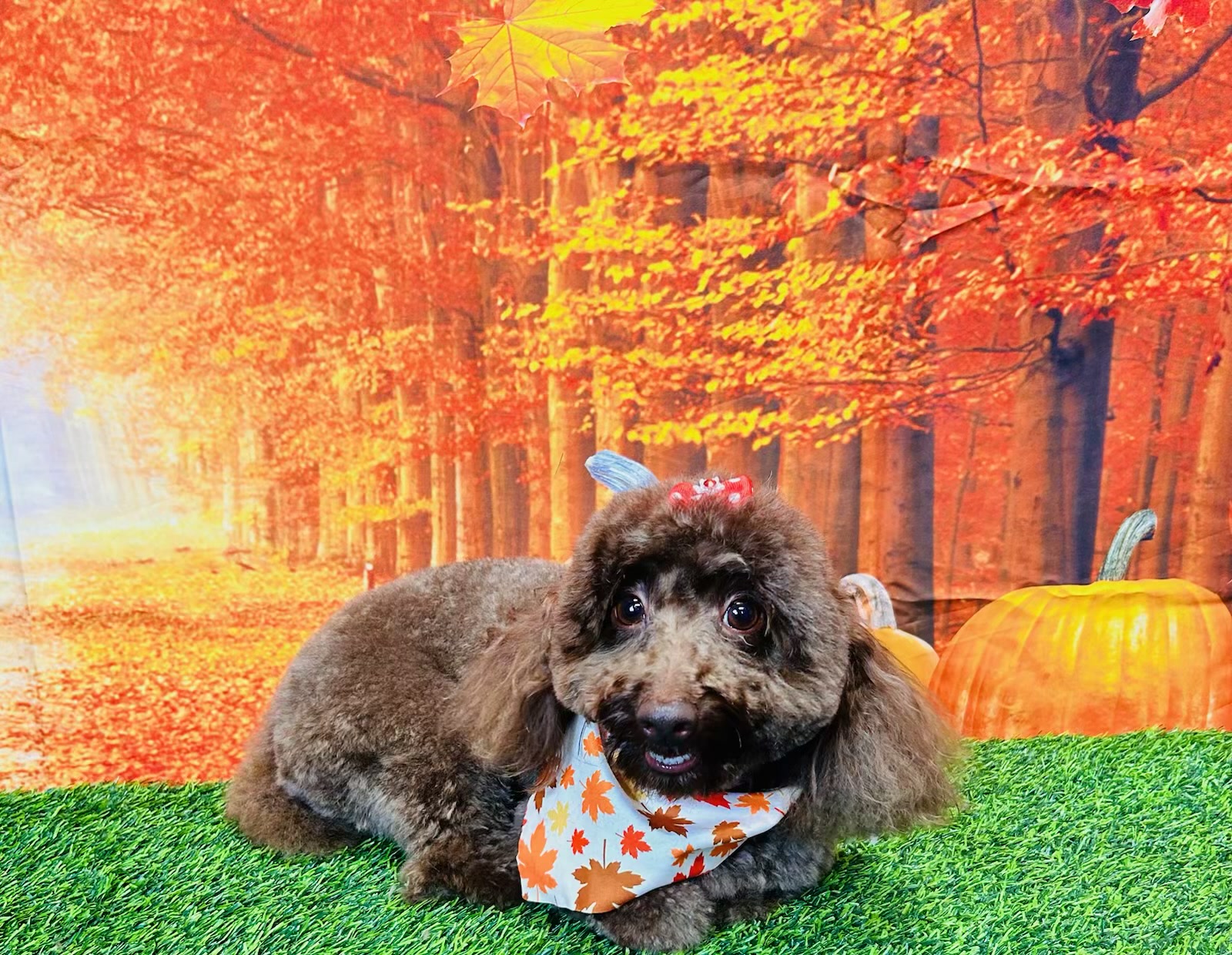 Freshly groomed brown poodle wearing an autumn leaf bandana