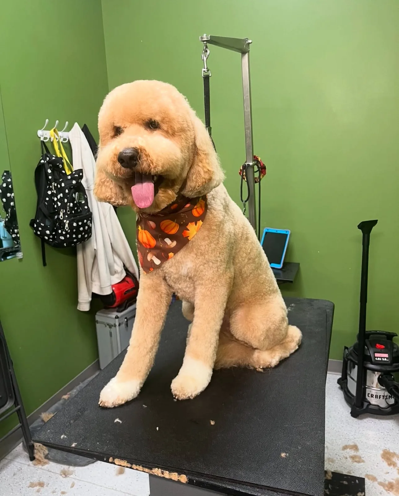 Fluffy tan dog wearing a fall bandana