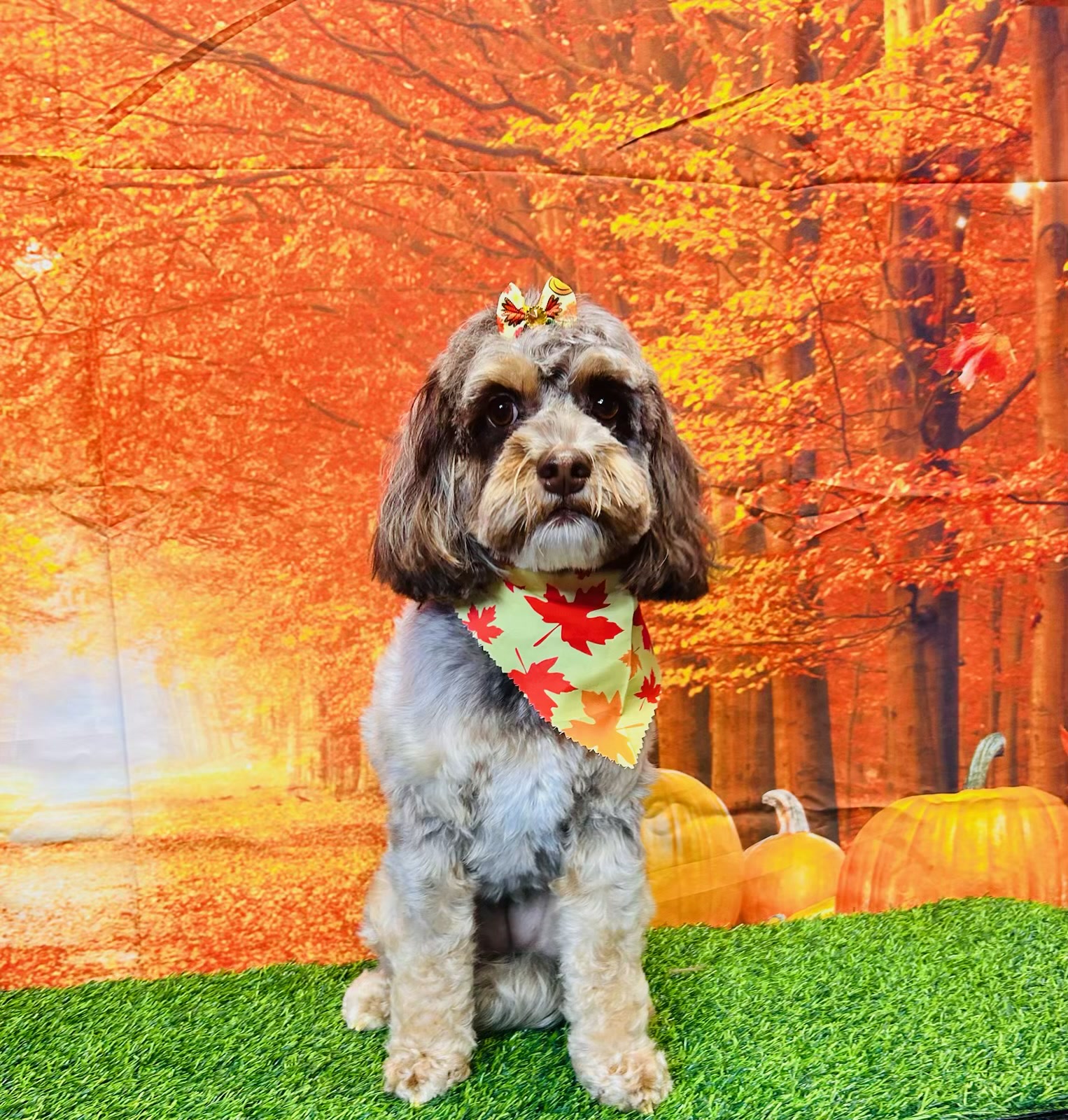 Freshly groomed gray and white dog wearing a maple-leaf bandana and fall bow