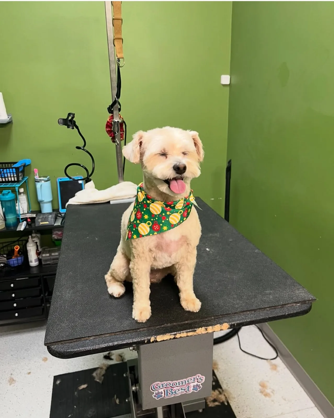 Small cream dog wearing a holiday bandana