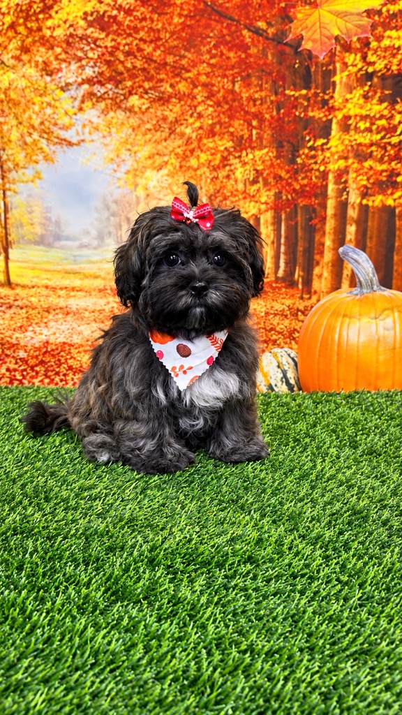 Freshly groomed black puppy wearing a red bow and fall bandana