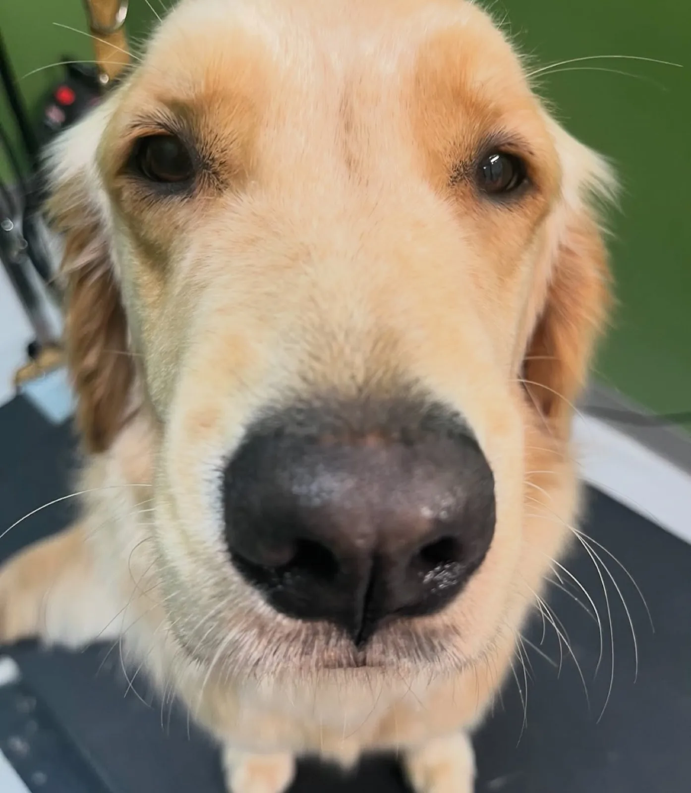 Close-up of a golden dog's face