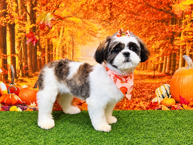 Freshly groomed brown and white Shih Tzu wearing a pumpkin bandana and fall bow