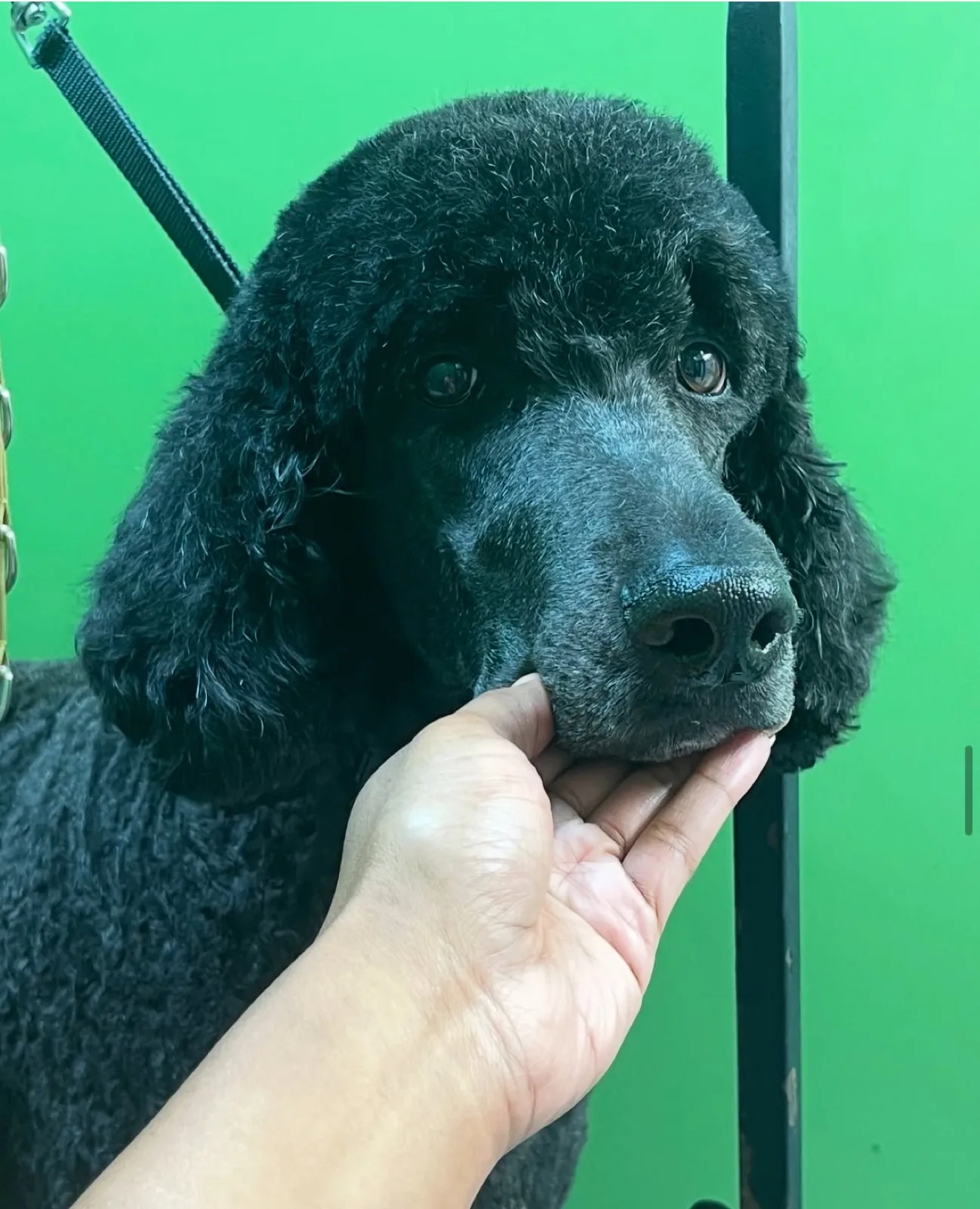 Black poodle after grooming
