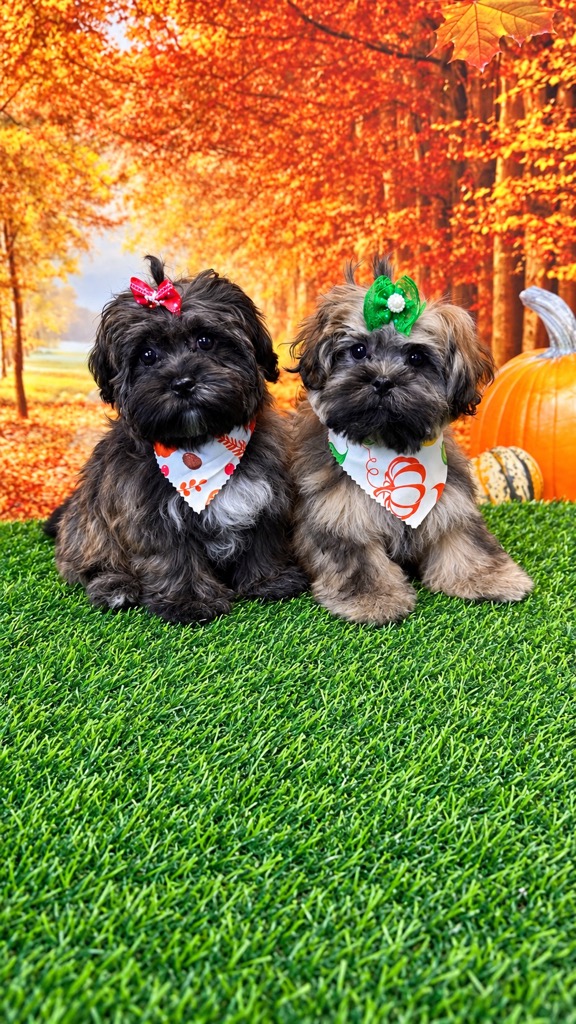 Two freshly groomed puppies wearing fall bandanas and bows