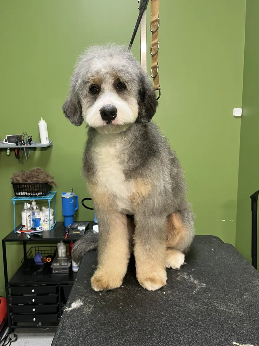 Gray and white puppy on a grooming table