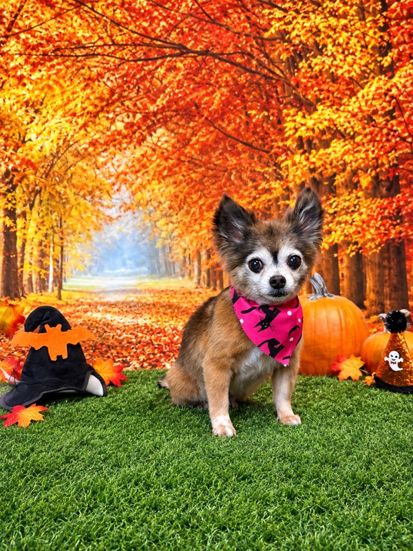 Freshly groomed Chihuahua mix wearing a pink Halloween bandana