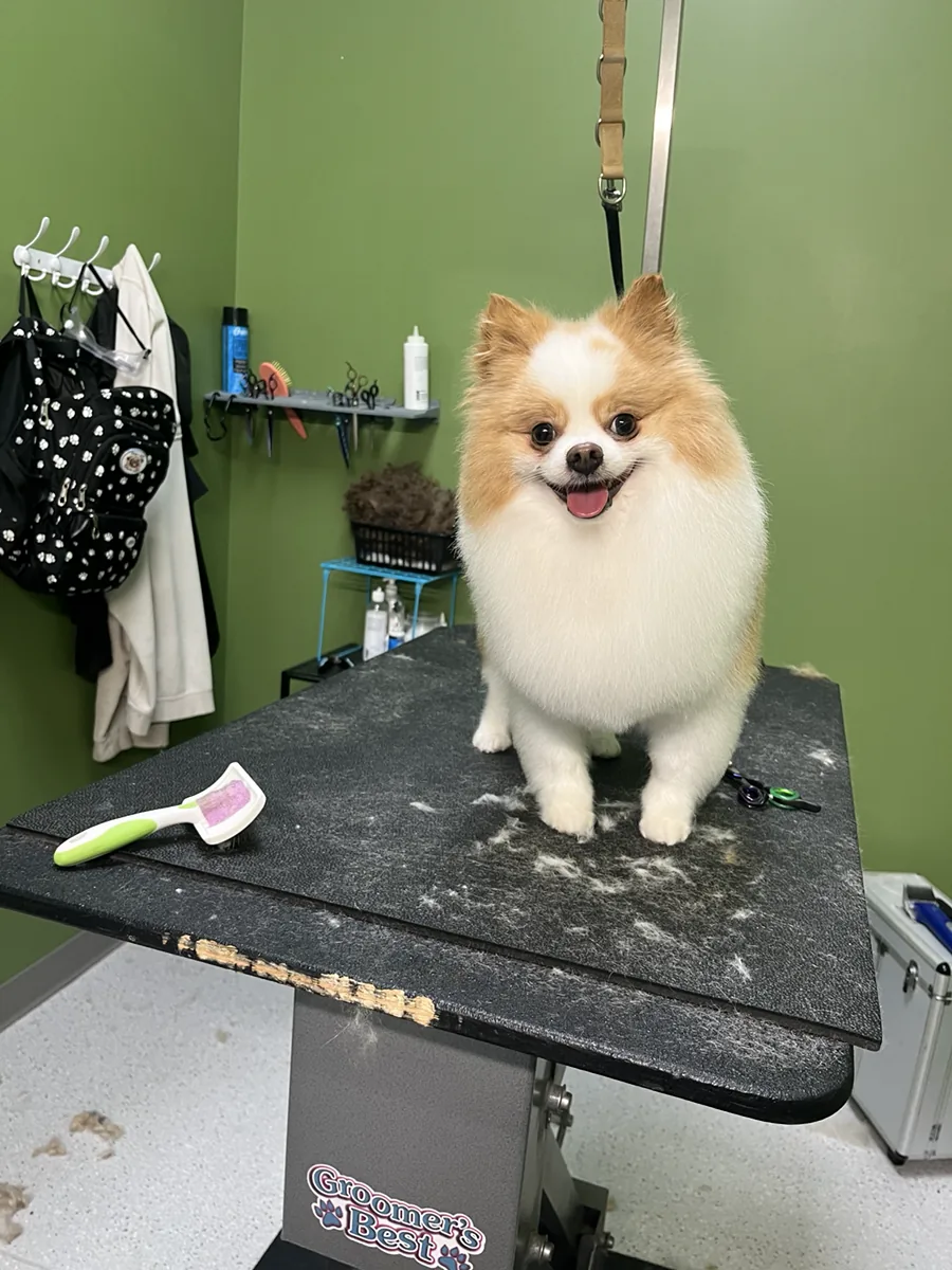 Small white and tan dog after grooming