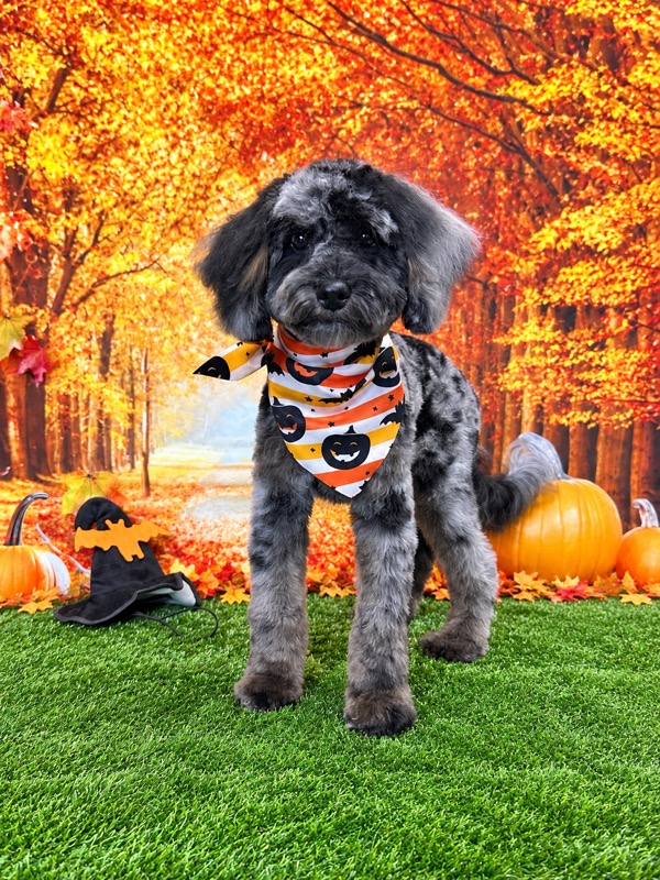 Freshly groomed blue merle doodle wearing a striped jack-o'-lantern bandana