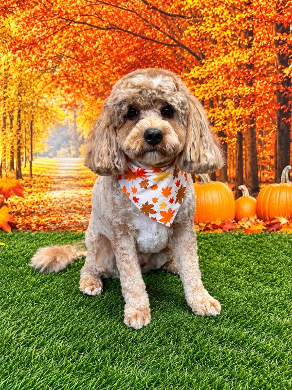 Freshly groomed cavapoo wearing a maple-leaf bandana