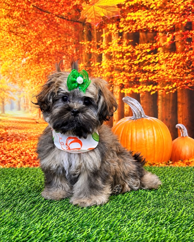 Fluffy puppy wearing a green bow and pumpkin bandana