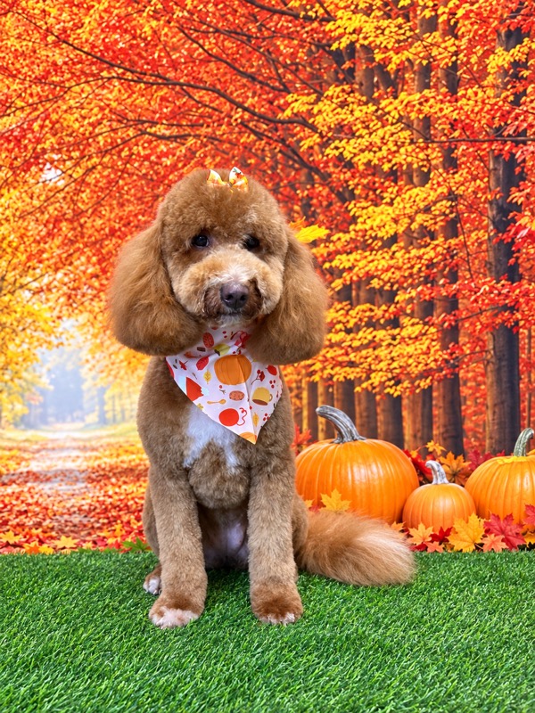 Freshly groomed red poodle wearing a pumpkin bandana and fall bow