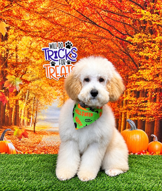 Freshly groomed cream doodle wearing a Happy Halloween bandana