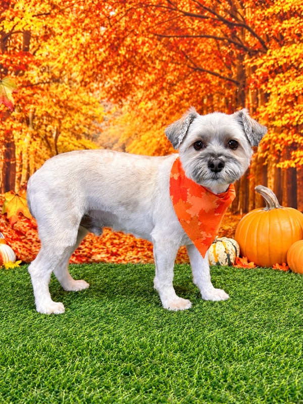 Freshly groomed gray terrier mix wearing an orange leaf bandana