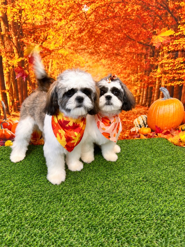 Two freshly groomed Shih Tzus wearing matching fall bandanas