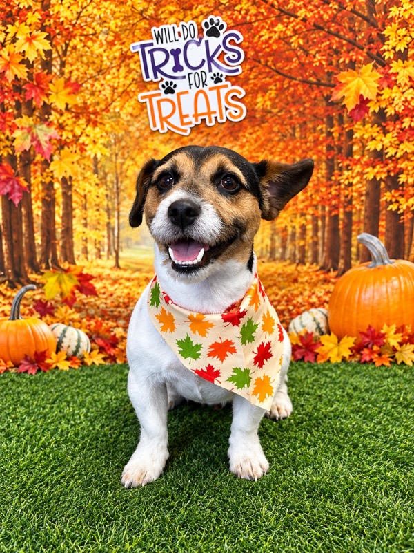 Smiling Jack Russell terrier wearing a maple-leaf bandana