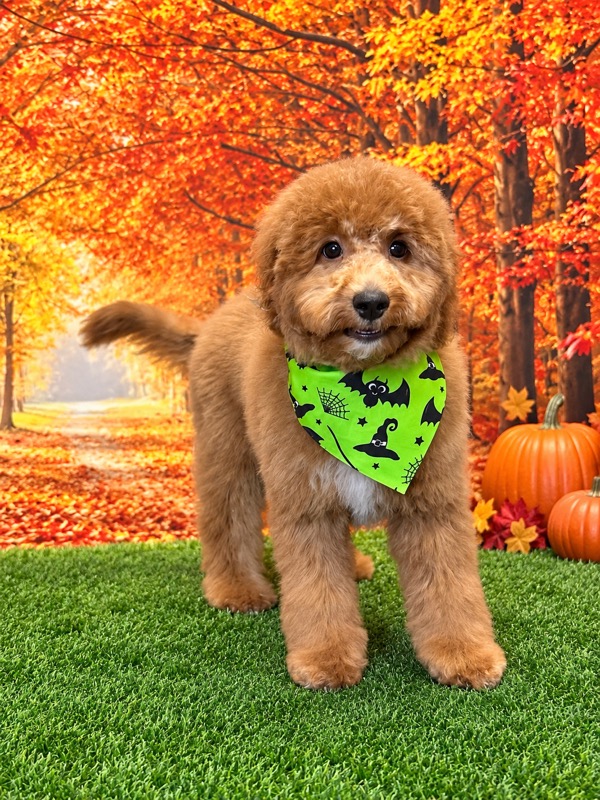 Freshly groomed red doodle wearing a green Halloween bat bandana