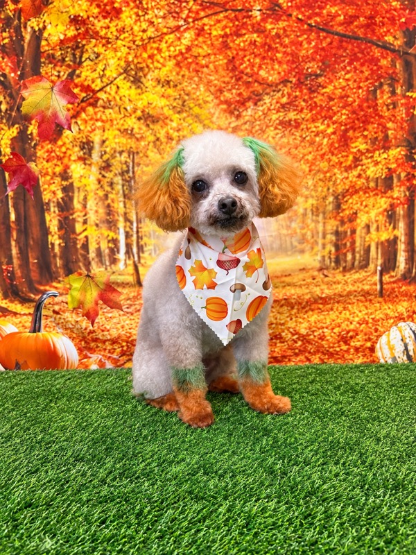 Freshly groomed poodle with orange and green pumpkin-dyed ears and paws