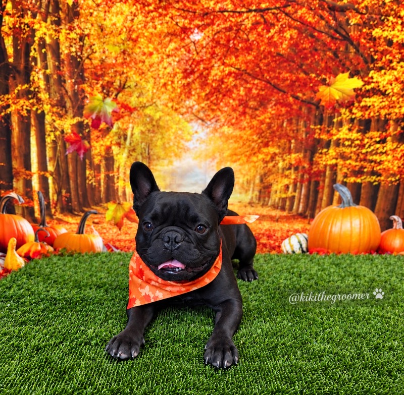 Black French bulldog wearing an orange leaf bandana