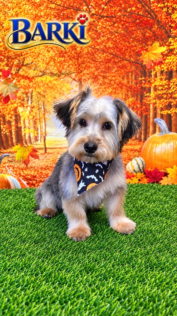 Freshly groomed Yorkie mix wearing a black pumpkin and ghost bandana