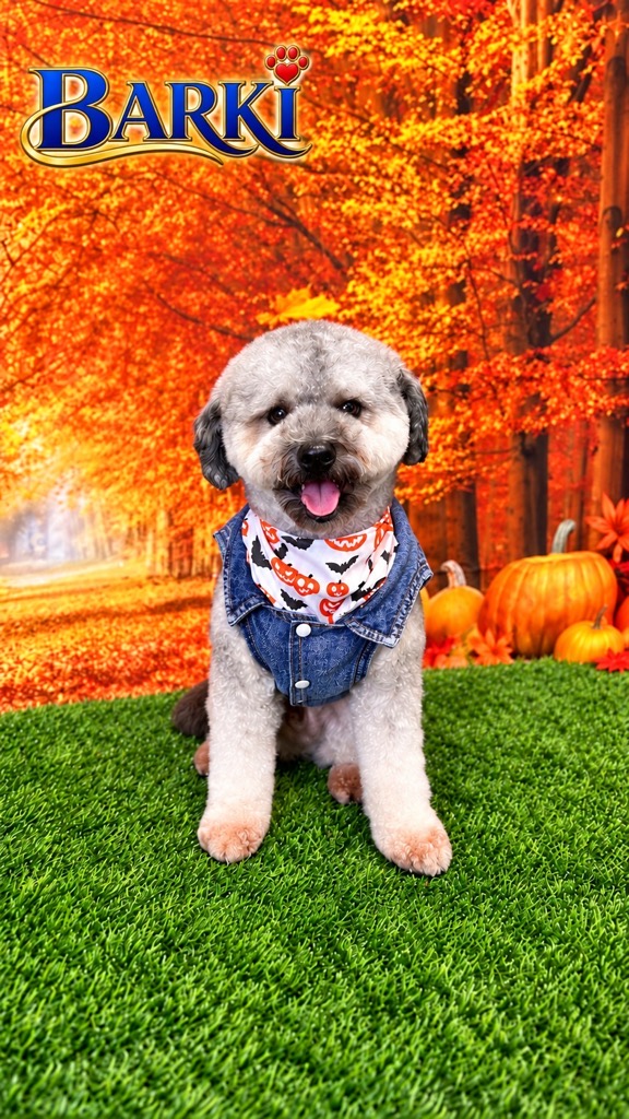Smiling gray poodle mix in a denim vest and jack-o'-lantern bandana