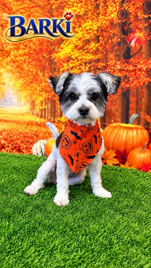 Freshly groomed black and white terrier mix wearing an orange pumpkin bandana