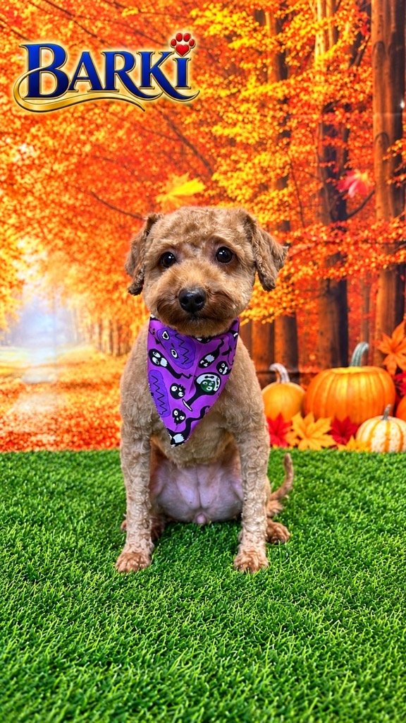 Freshly groomed apricot poodle mix wearing a purple Halloween bandana
