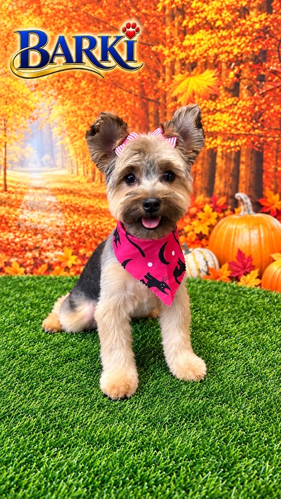 Smiling Yorkie with a pink bow and black cat bandana