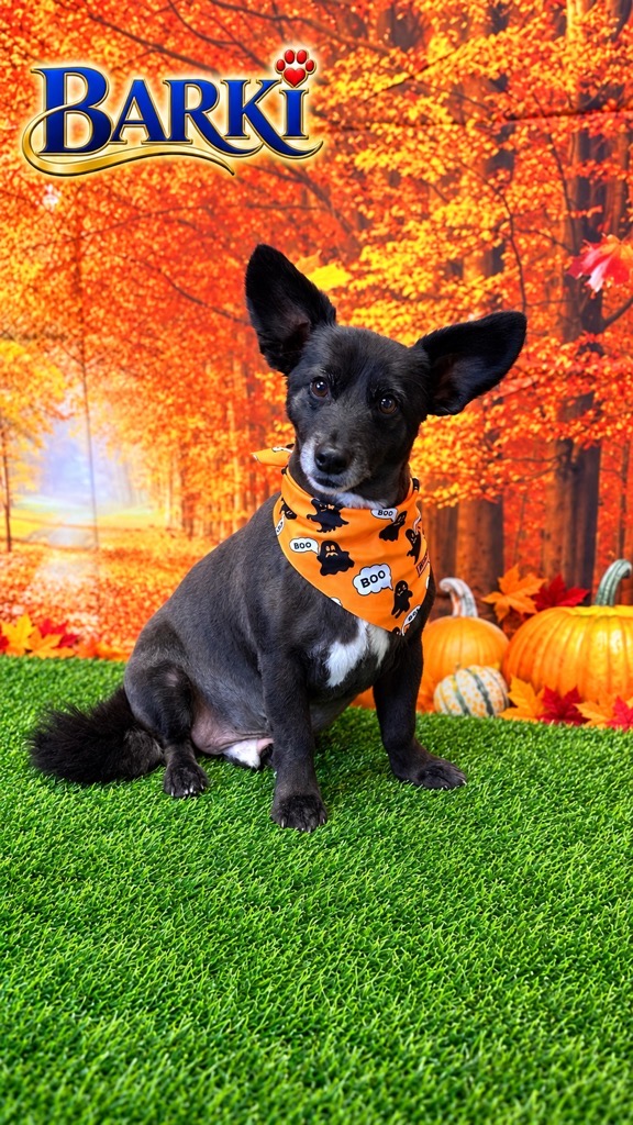 Black corgi mix with big ears wearing an orange Boo ghost bandana