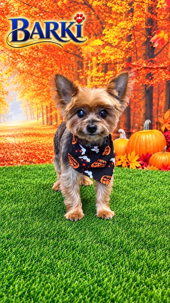 Freshly groomed Yorkie wearing a black jack-o'-lantern bandana