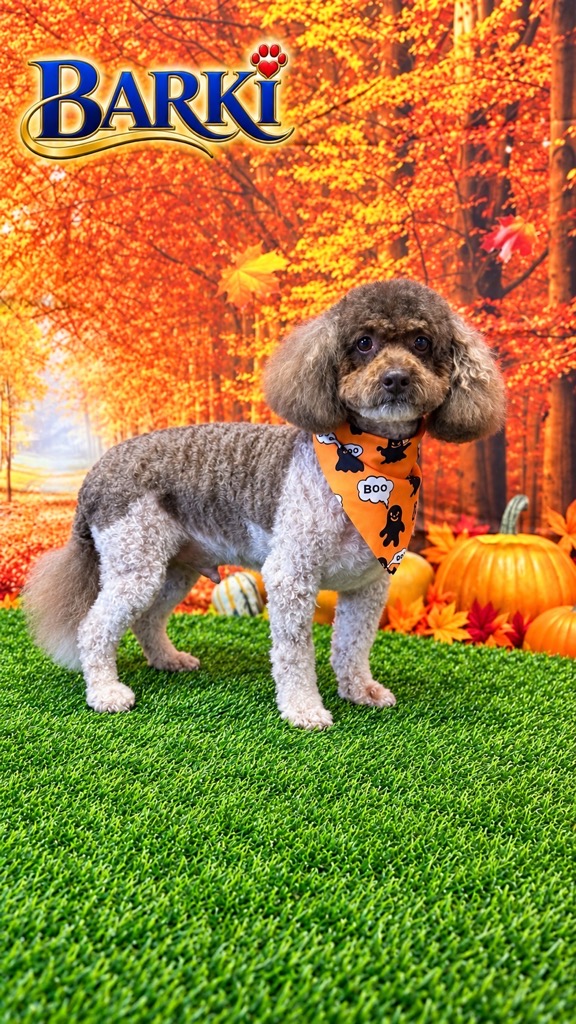 Freshly groomed chocolate and white poodle wearing an orange Boo ghost bandana